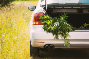 Legal Green Marijuana Cannabis Leaves At Open Car Trunk. Farm In Summer Day, Beautiful Cannabis Background. Cultivation Background. Marijuana Cultivation Green Lush Background Of Leaves. Young Cannabis Plant