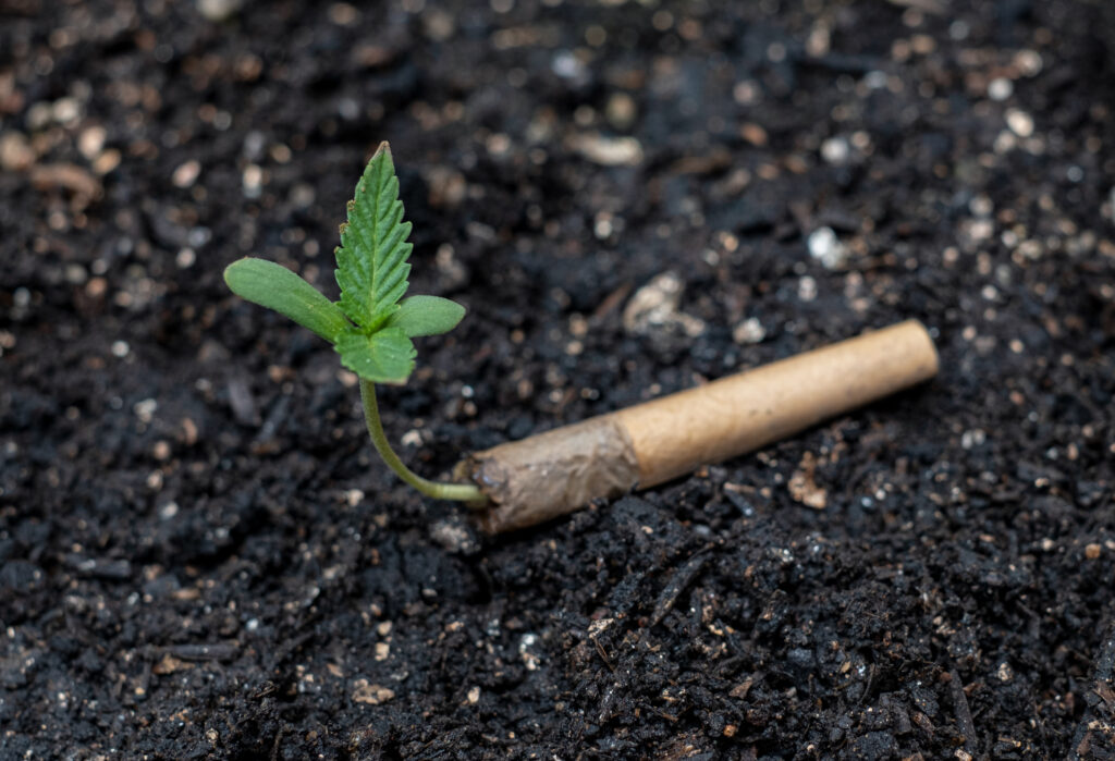 cannabis sprouts grow in cigarette butts on the gr 2023 11 27 05 28 33 utc