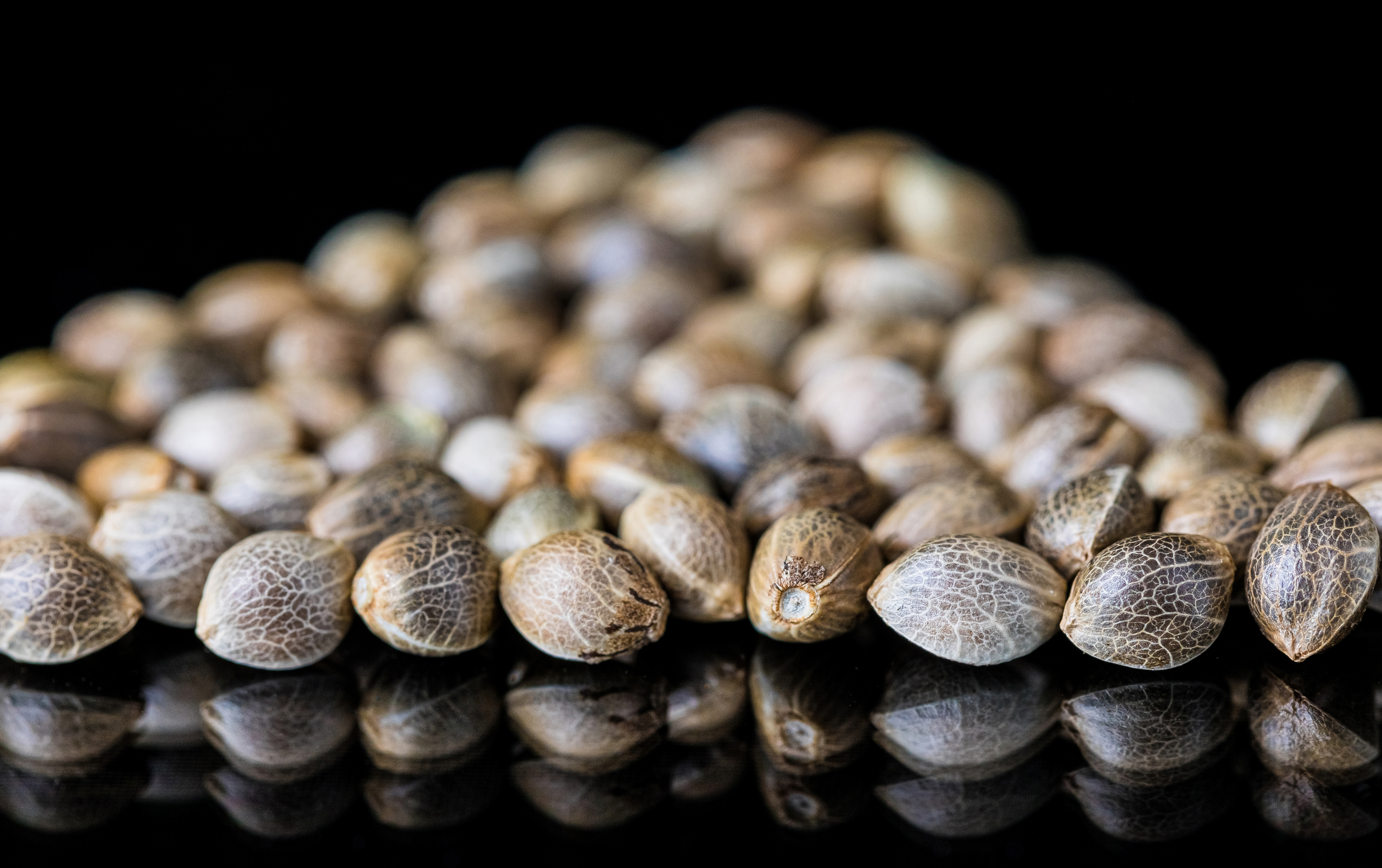 selective focus of cannabis seeds on a reflecting 2023 11 27 04 51 32 utc