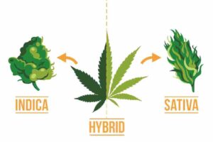 Differences-Between-Sativa-Indica-And-Hybrid-Strains