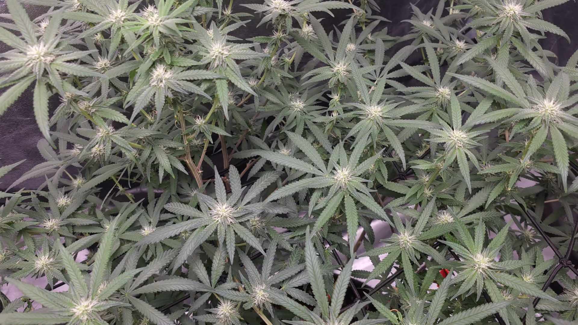 Cannabis in its third stage of growth pre-flowering