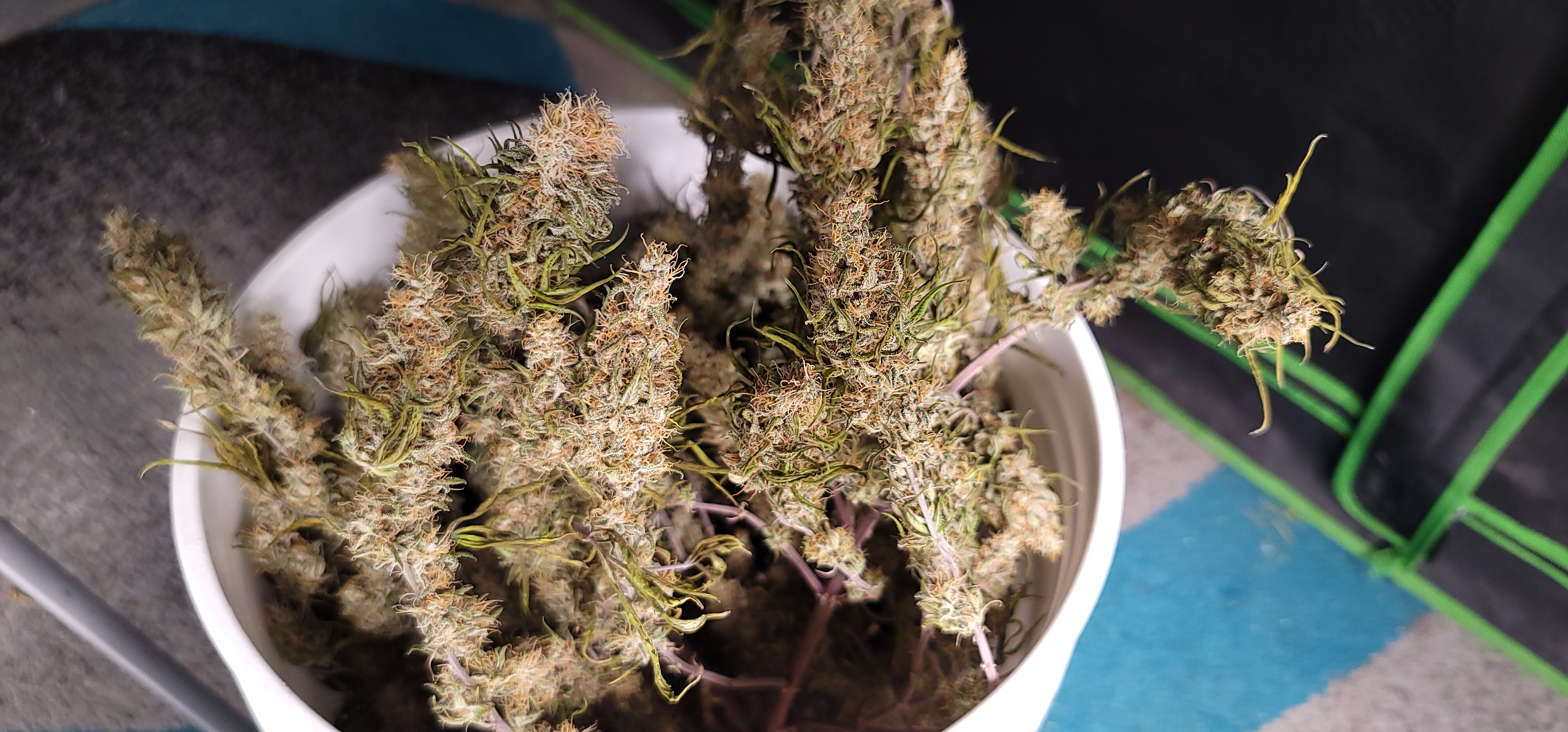 Cannabis in its sixth stage of growth harvest