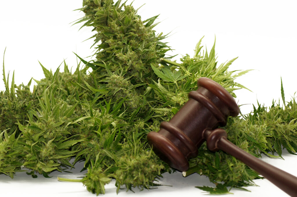 closeup of a judge gavel on cannabis isolated on a 2023 11 27 05 04 57 utc