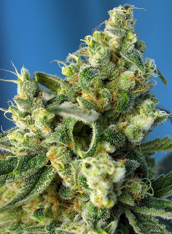 Sweet Amnesia Haze - Feminized Seeds