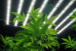 Mastering Plant Lighting for Optimal Growth