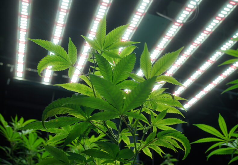 Mastering Plant Lighting for Optimal Growth