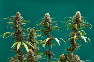 The Green Thumb Guide: Mastering Organic Cannabis Cultivation