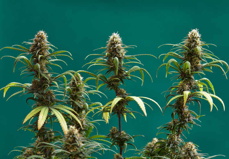 The Green Thumb Guide: Mastering Organic Cannabis Cultivation