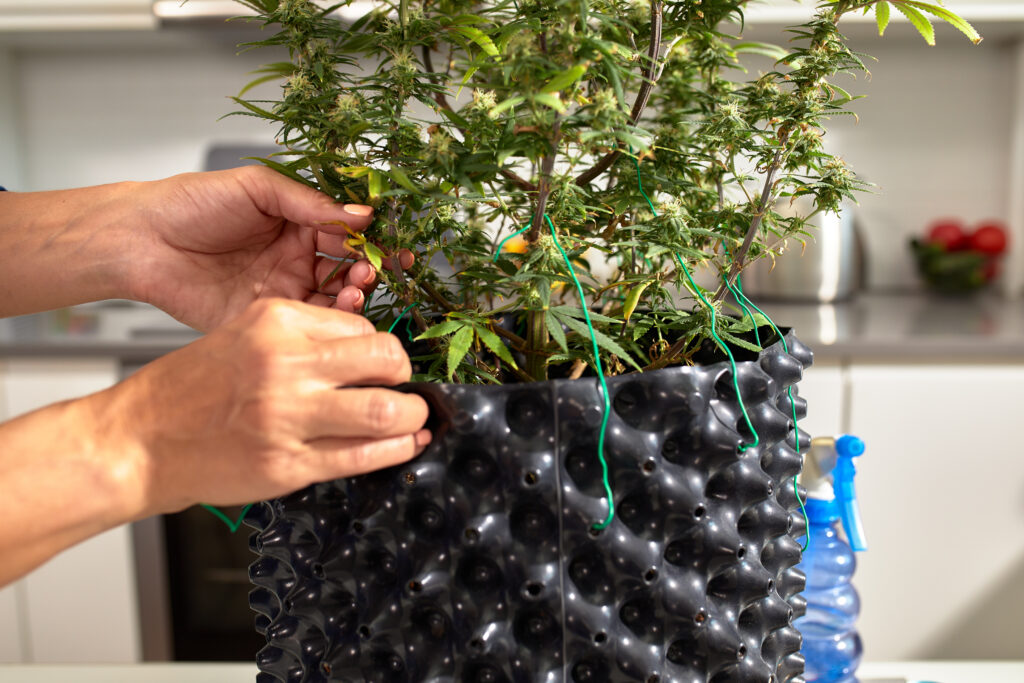 Air Pots and Smart Pots: Revolutionizing Root Health in Cannabis Cultivation