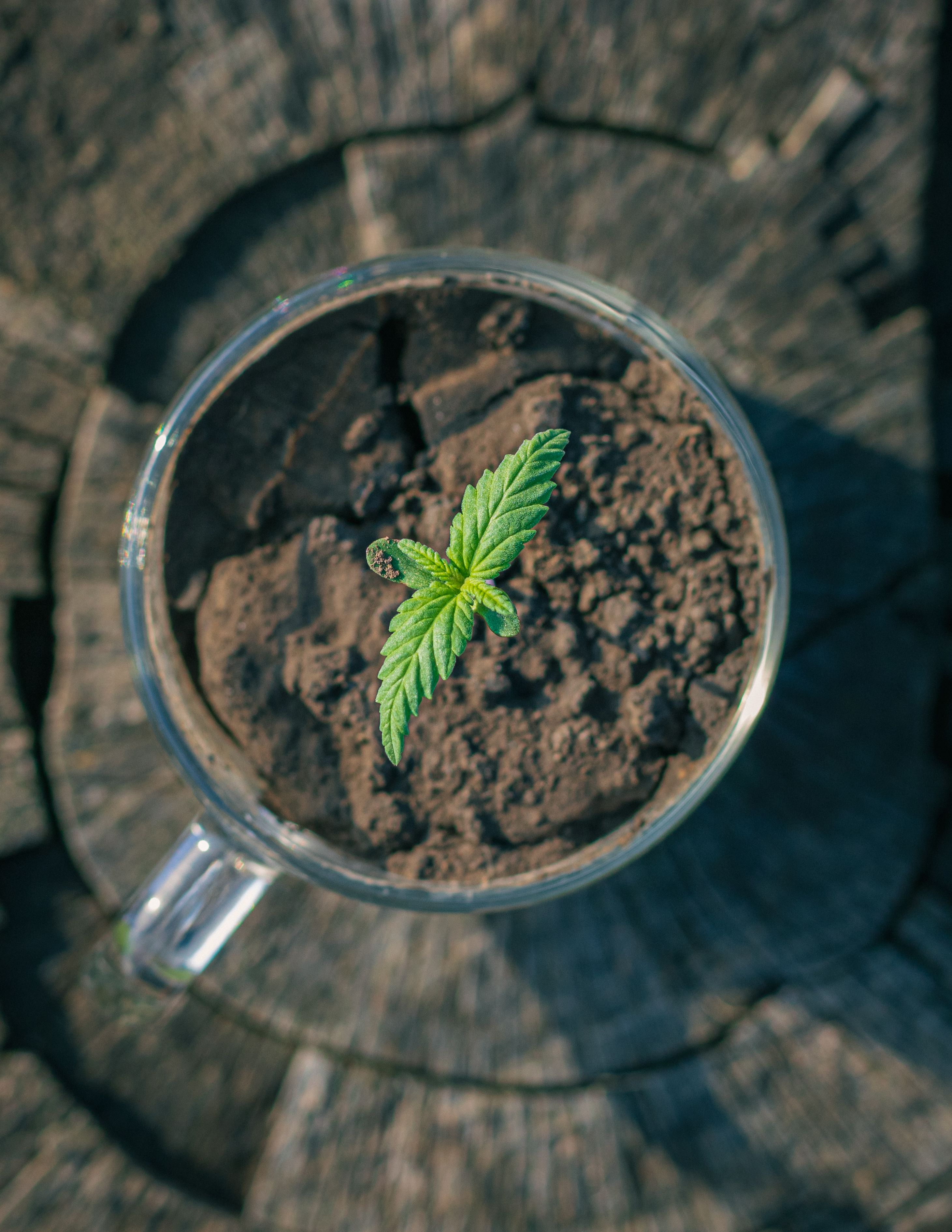 top view of a marijuana plant growing from a coffe 2023 11 27 05 16 49 utc