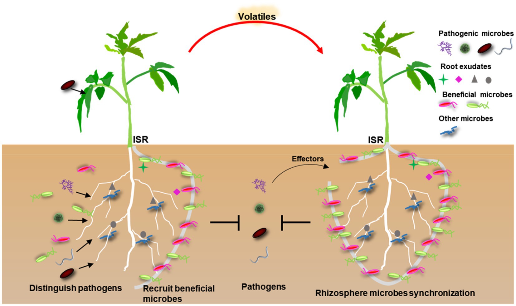 The Microbial Metropolis: Enhancing Rhizosphere Diversity in Organic Cannabis Cultivation