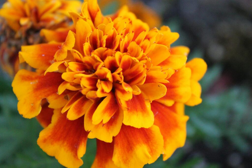 Close-Up Photography of Marigold Flower - companion plants