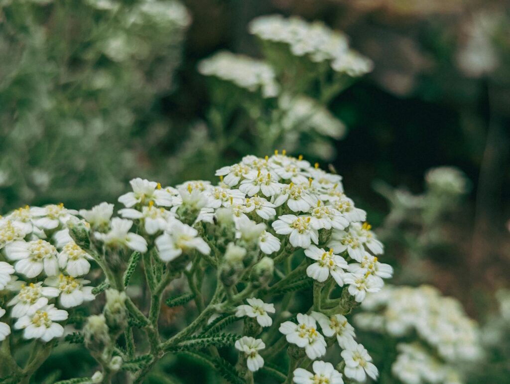 Blooming Common Yarrow - companion plants