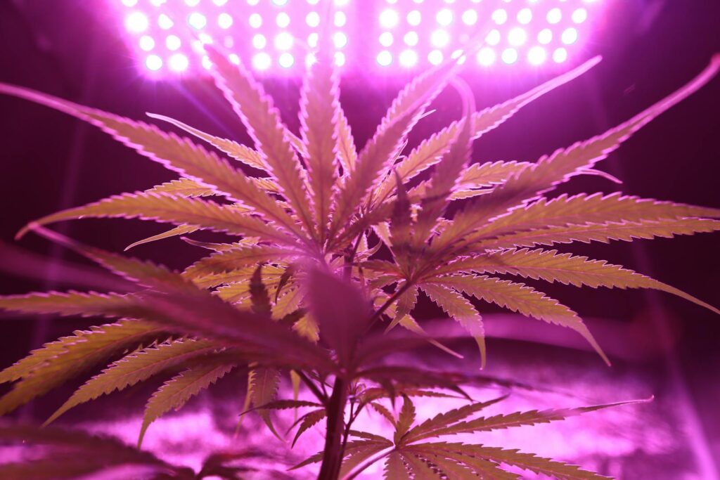 Advanced Lighting Techniques for Maximum Growth