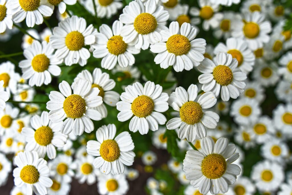 chamomile, flowers, plant - companion plants