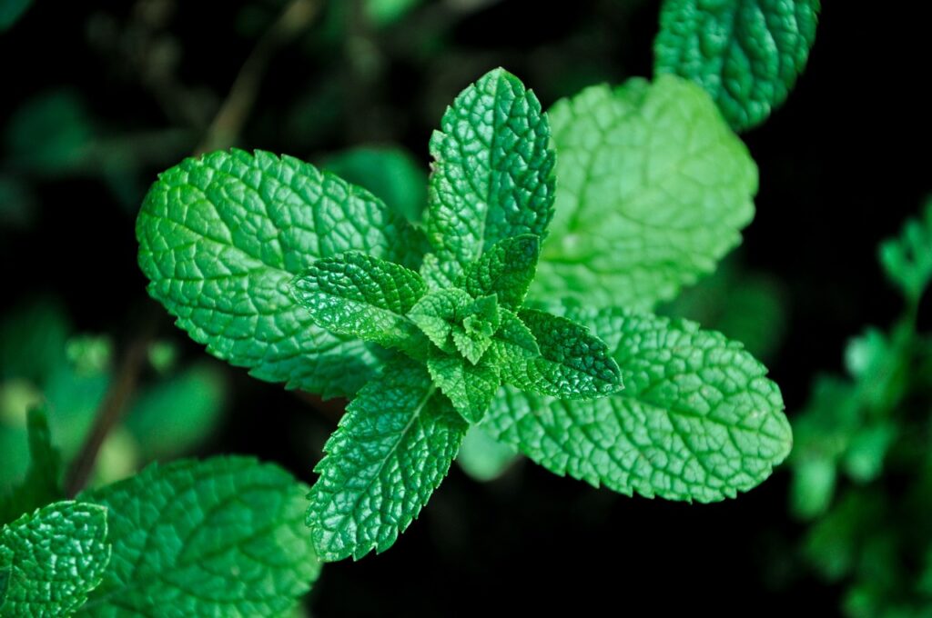 mint, herb, herbs - companion plants