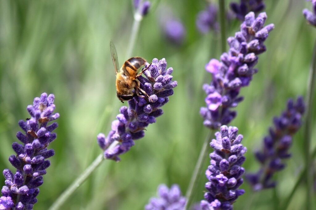 bee, pollinating lavender flower - companion plants