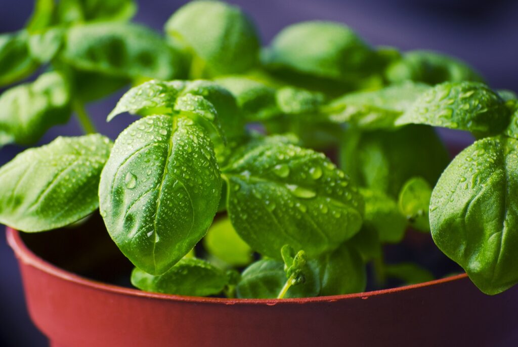 basil, herbs, food - companion plants