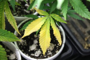 File:Cannabis Nutrient Deficiency.JPG