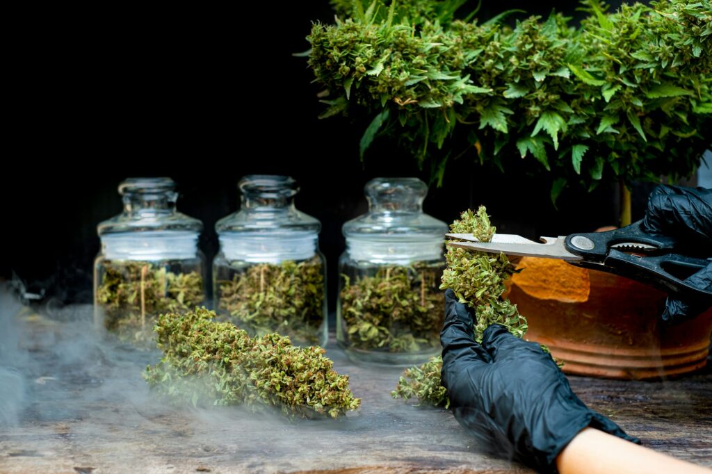 A man's hand is trimming a leaf from a cannabis flower