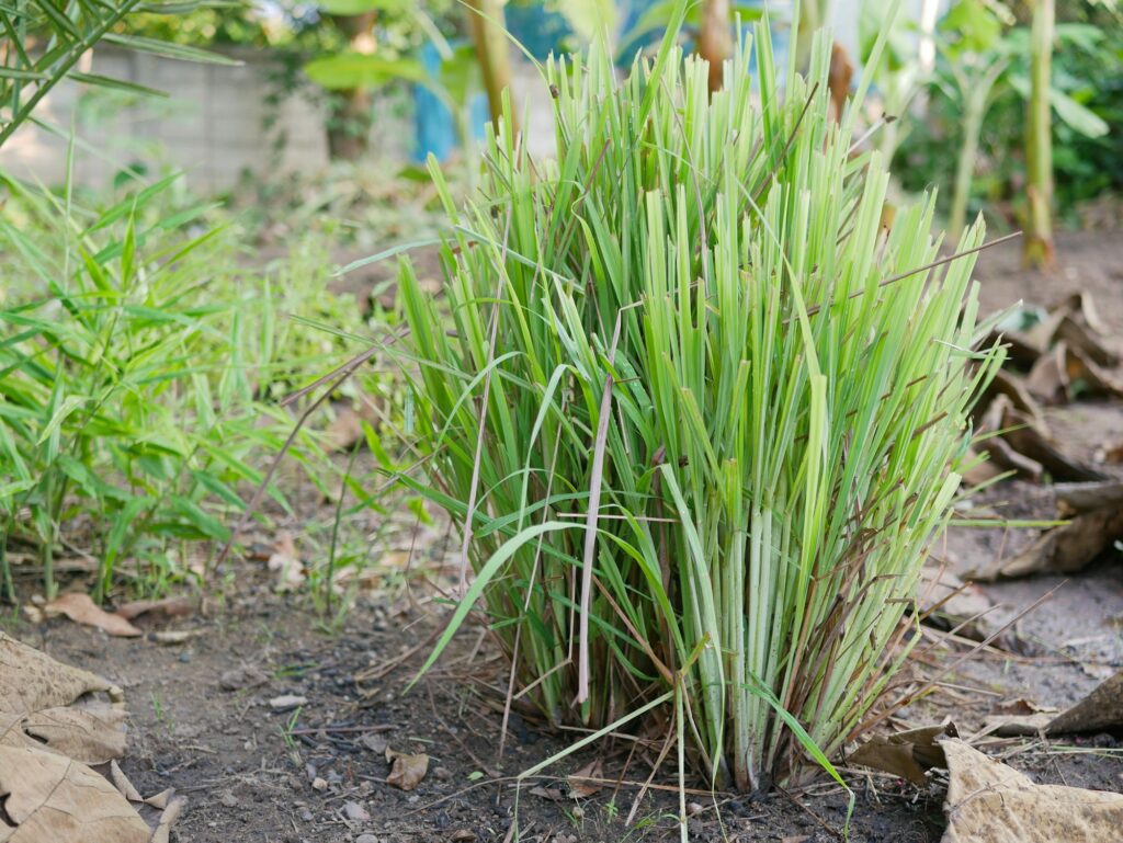 Lemongrass growing healthily on the ground in the garden / backyard - companion plants