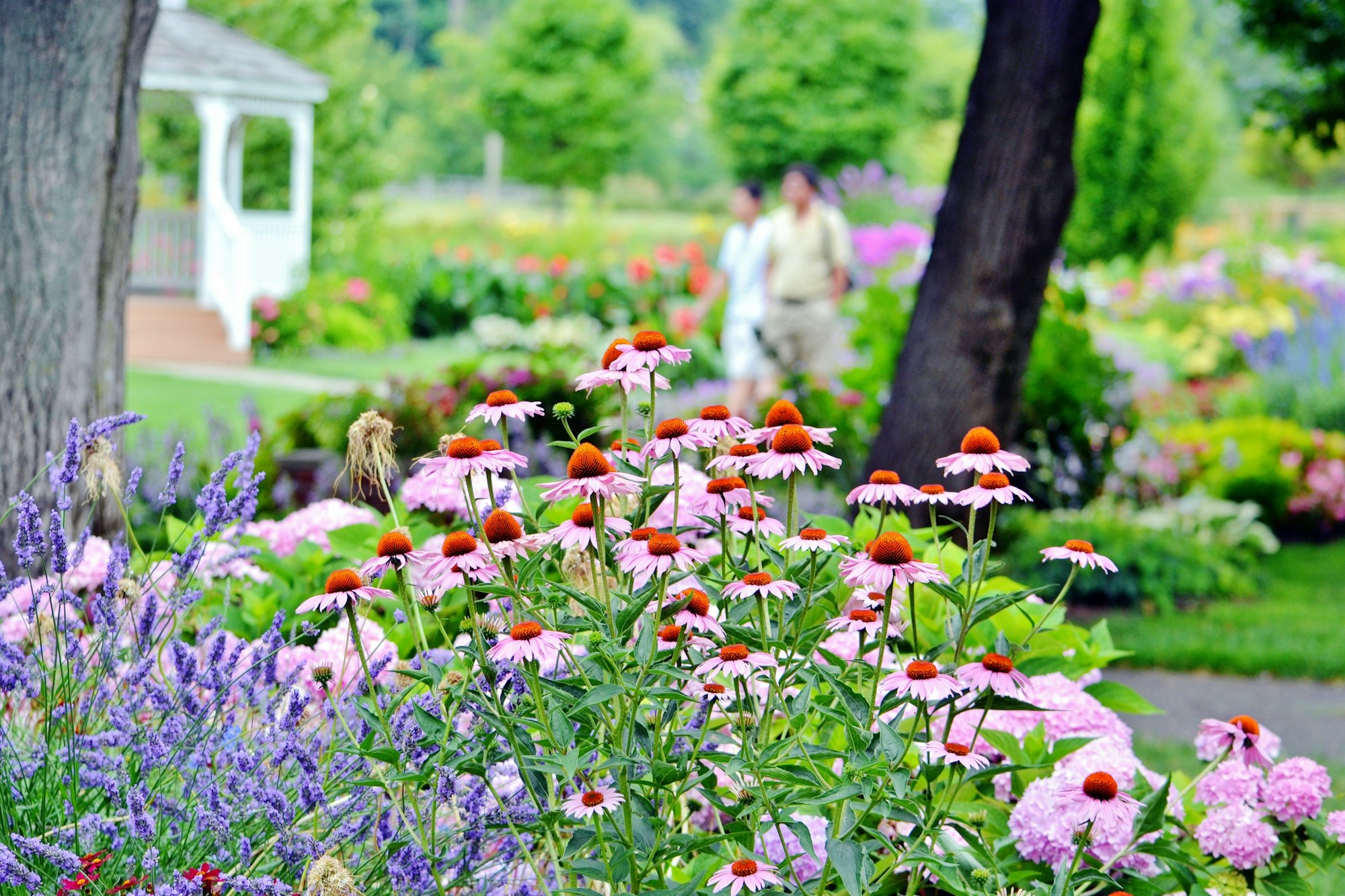 Beautiful garden