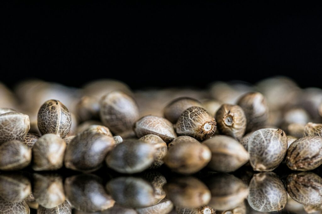 Blurred shot of cannabis seeds on a reflecting surface