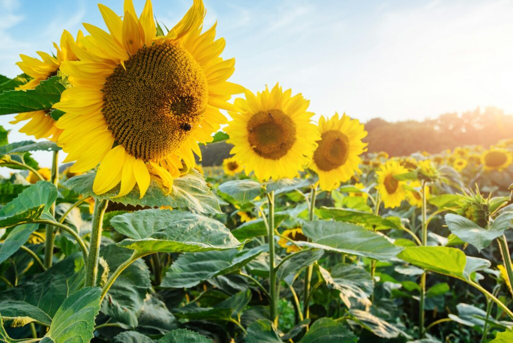 Bright yellow, orange sunflower flower on sunflower field. Beautiful rural landscape of sunflower - companion plants