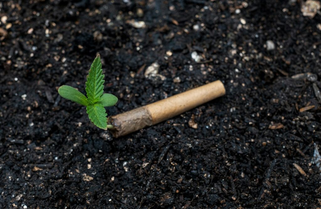 Cannabis cultivation - sprouts grow in joint butts on the ground, The concept of nothing to something