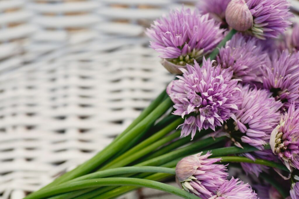 Chives in basket - companion plants