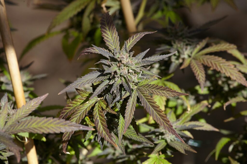 Closeup shot of a marijuana plant on blurred background