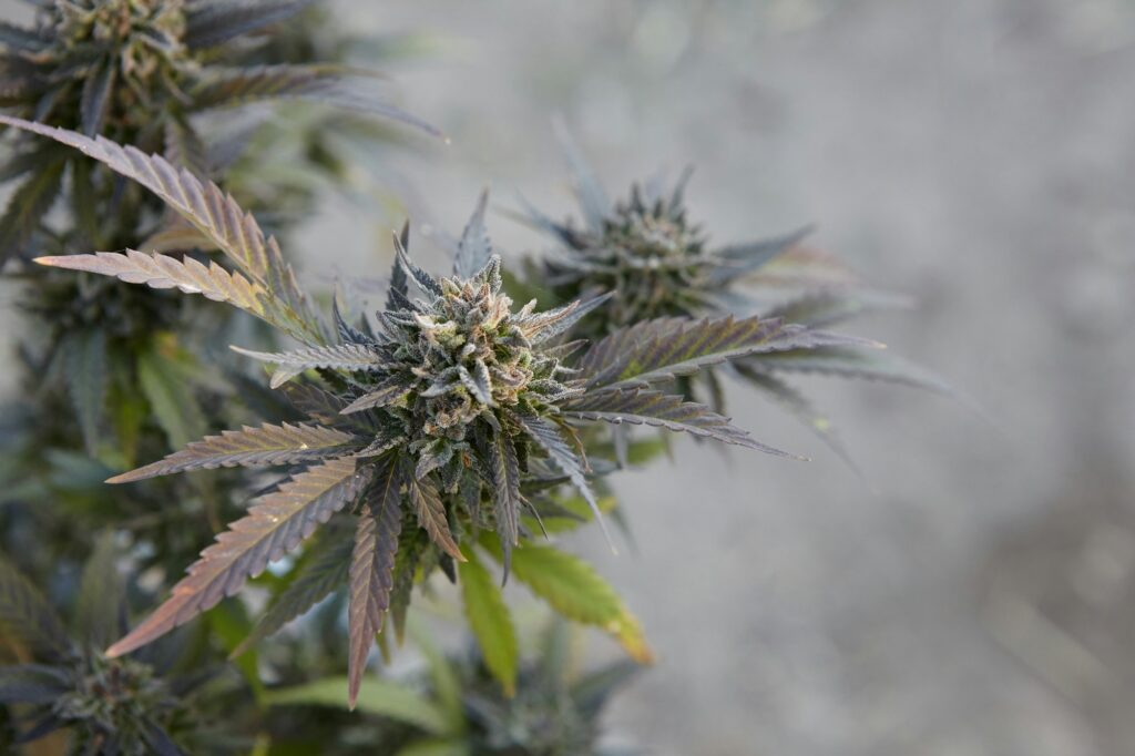 Closeup shot of a marijuana plant on blurred background