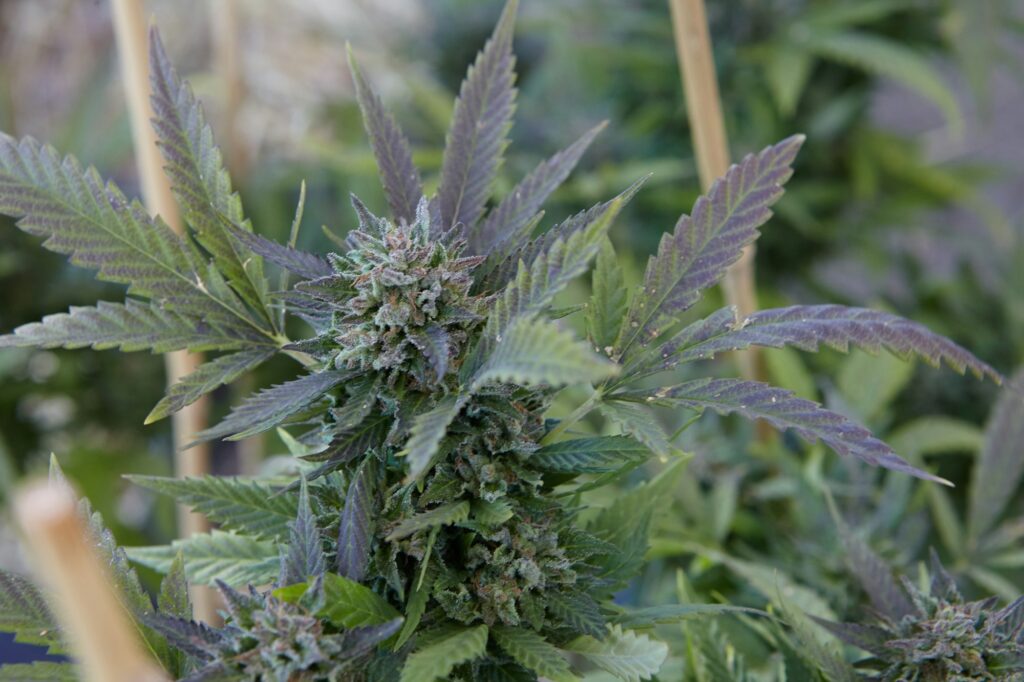 Closeup shot of a marijuana plant on blurred background