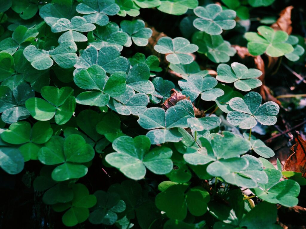 Clover - companion plants