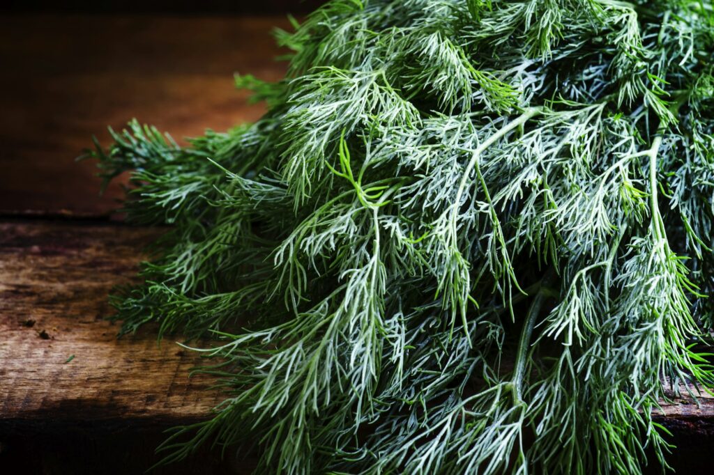 Fresh dill on an old birch board - companion plants