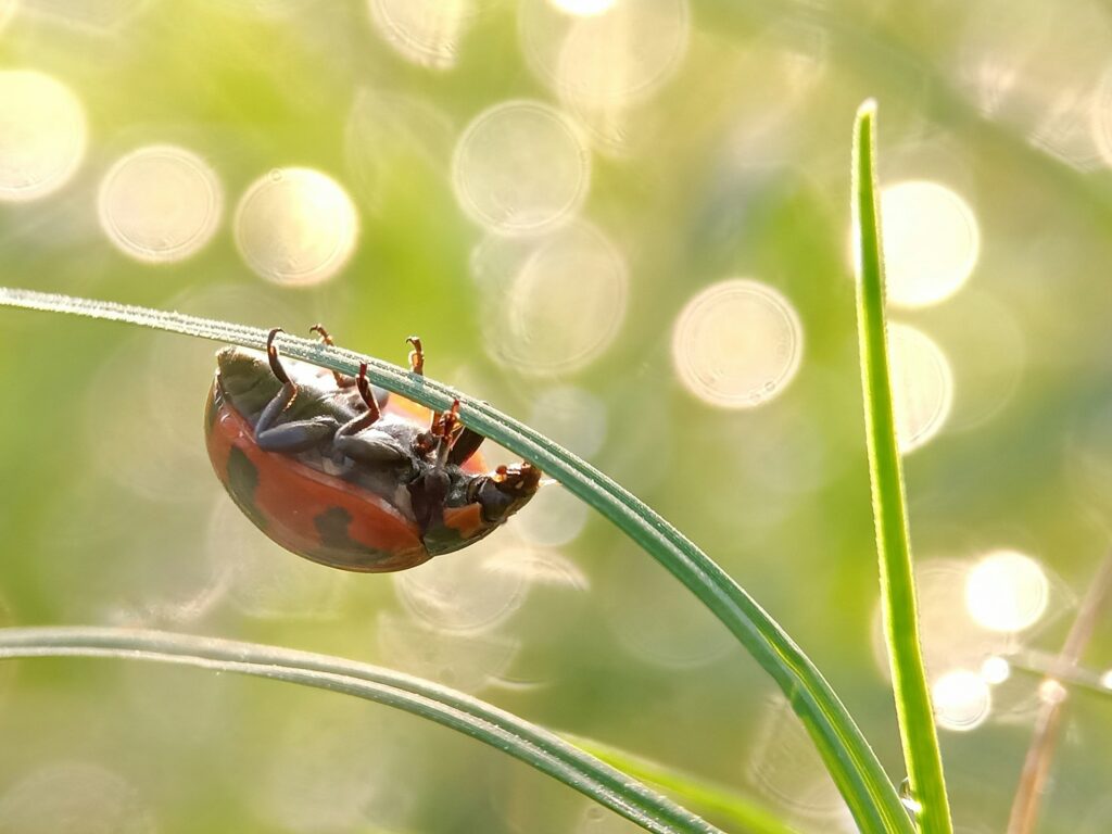 Ladybug