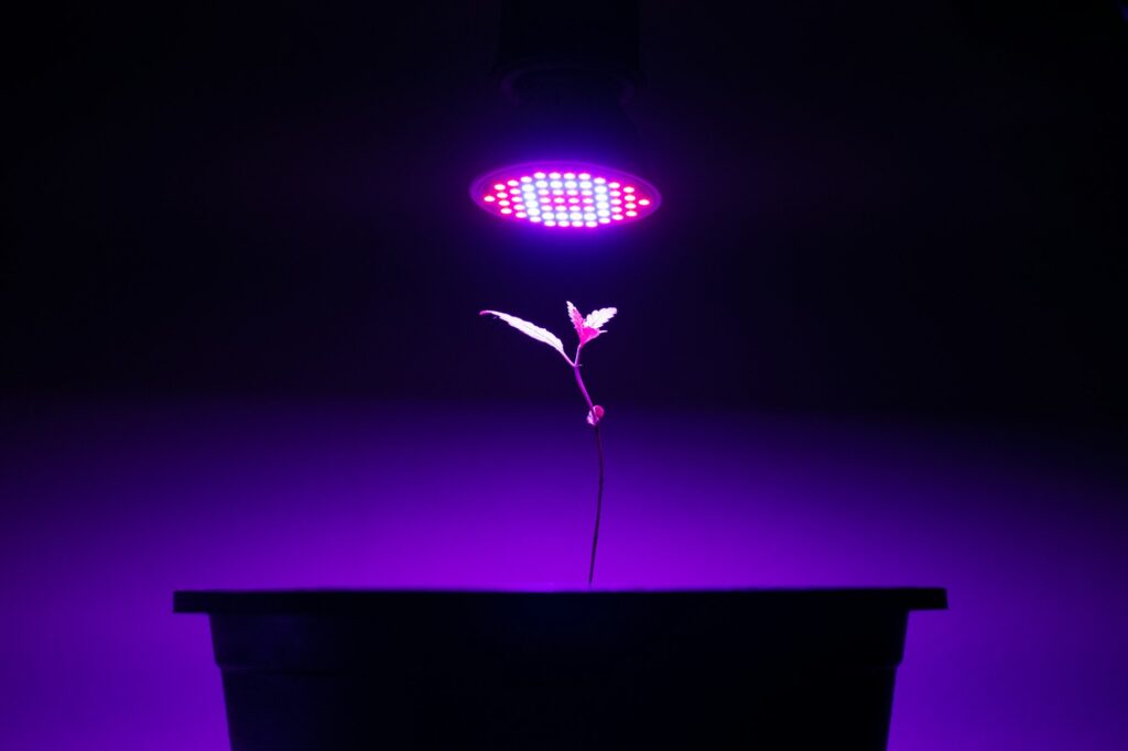 Plant sapling cannabis growing in pot with LED grow light