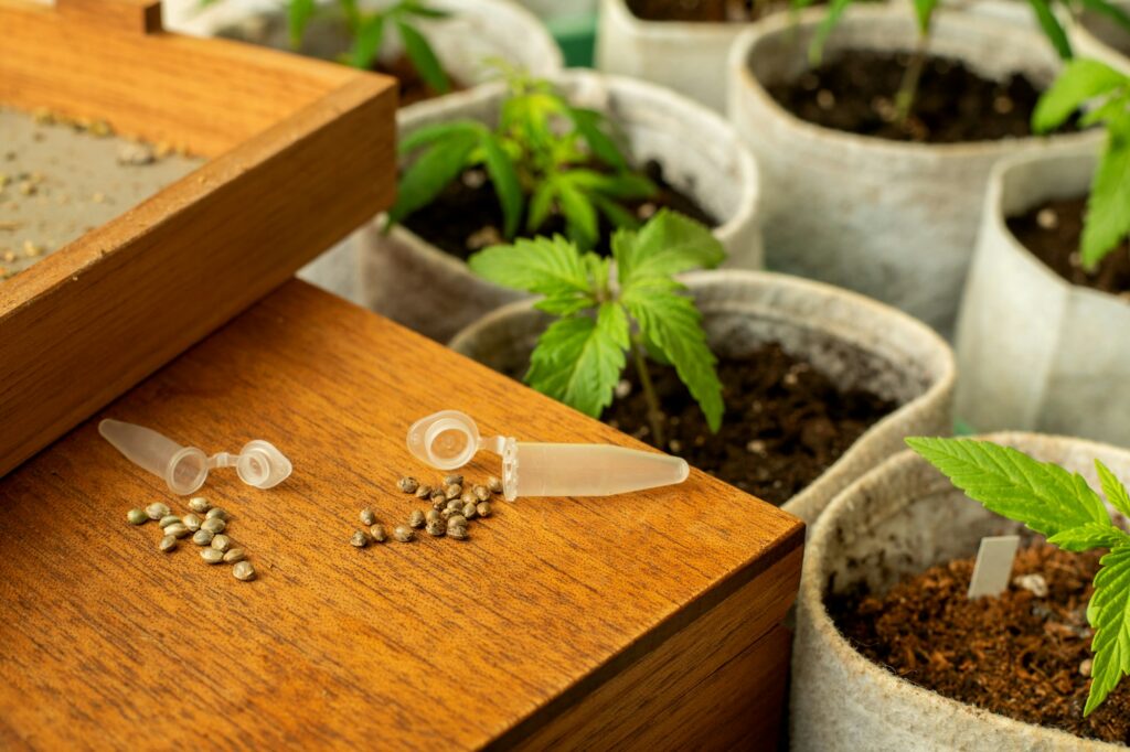 Cannabis seeds and the first stage of cannabis plants in fabric pots