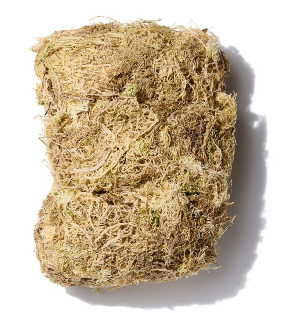 Sphagnum Moss: The Moisture Miracle for Cannabis Cultivation