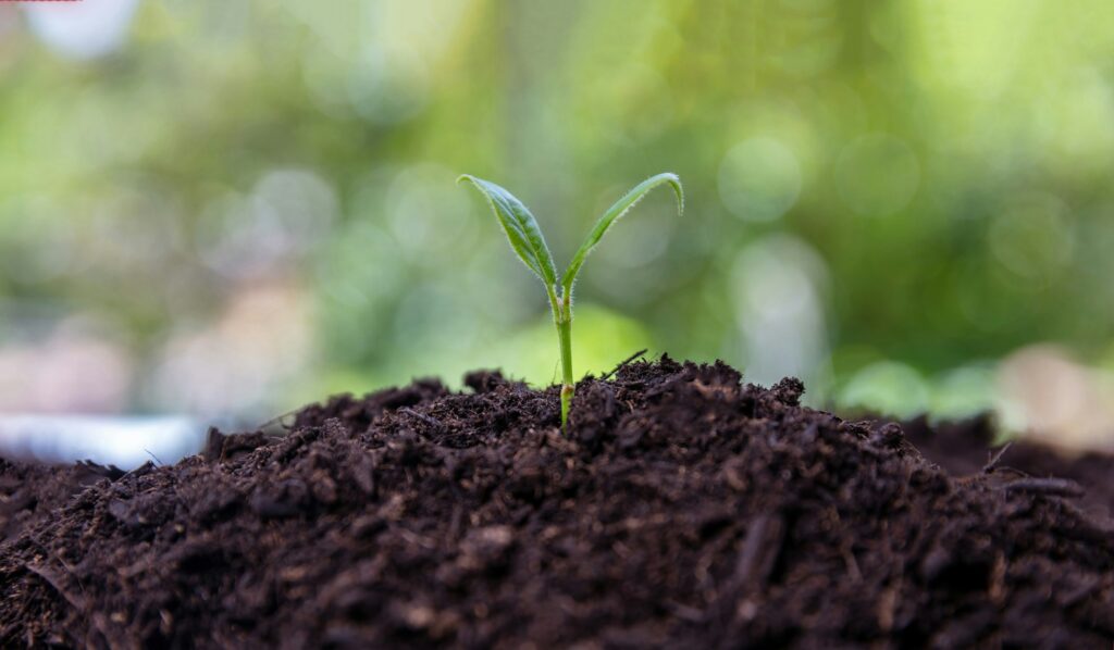 The Magic of Living Soil