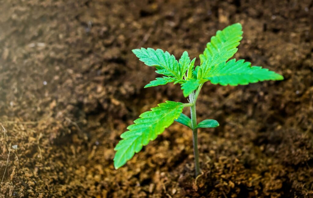 Young cannabis plant in soil